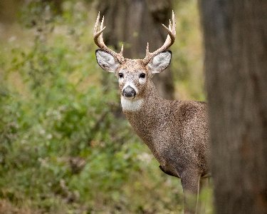deer hunting tucker county